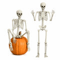 Life Size Poseable Skeleton with Movable Joints B977