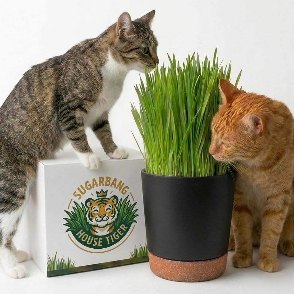 Cat Grass Gift Set with Self-Watering Pot & 3-Pack Refill W7481