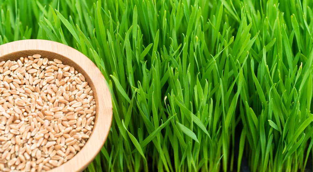 Hard Red Winter Wheat Berries 25 Pounds H529404