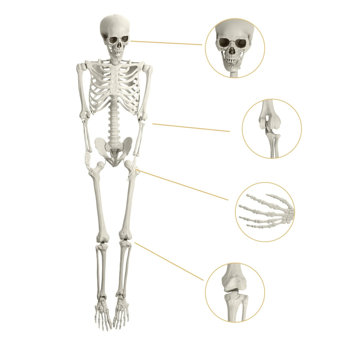 Life Size Poseable Skeleton with Movable Joints B977