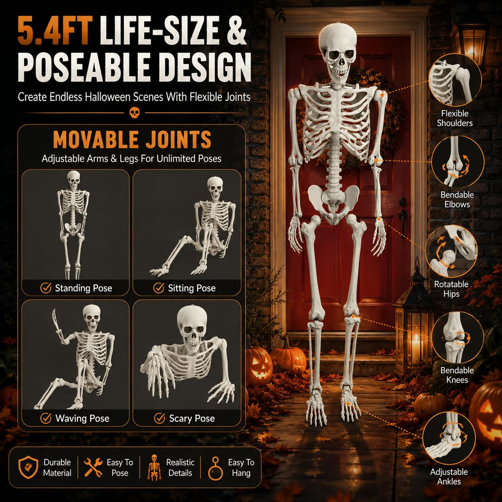 Life Size Poseable Skeleton with Movable Joints B977
