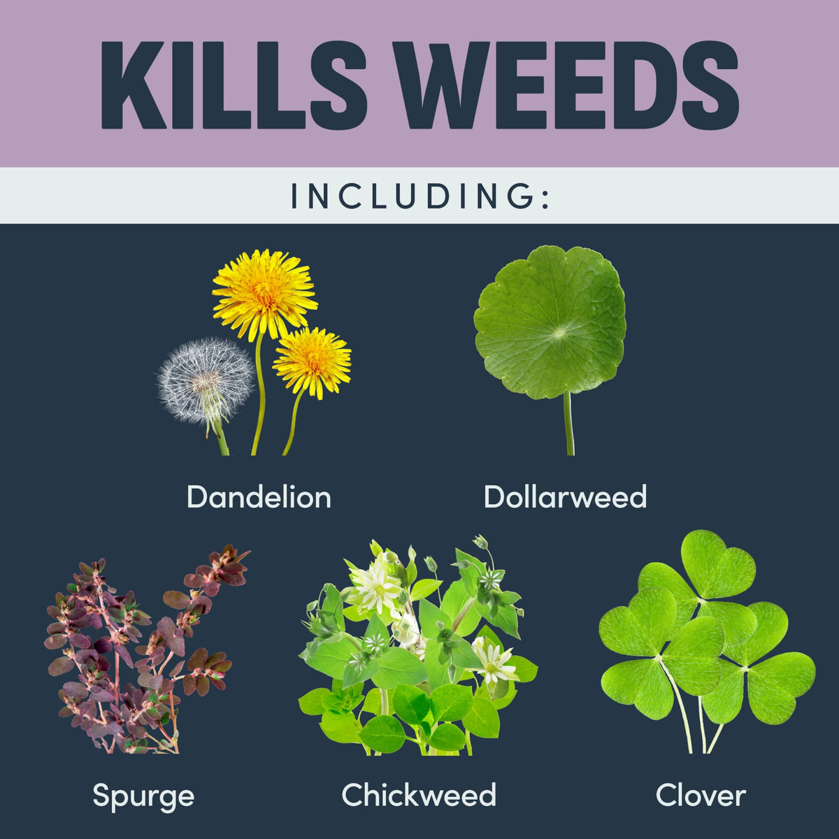32 Oz Weed Killer I2293