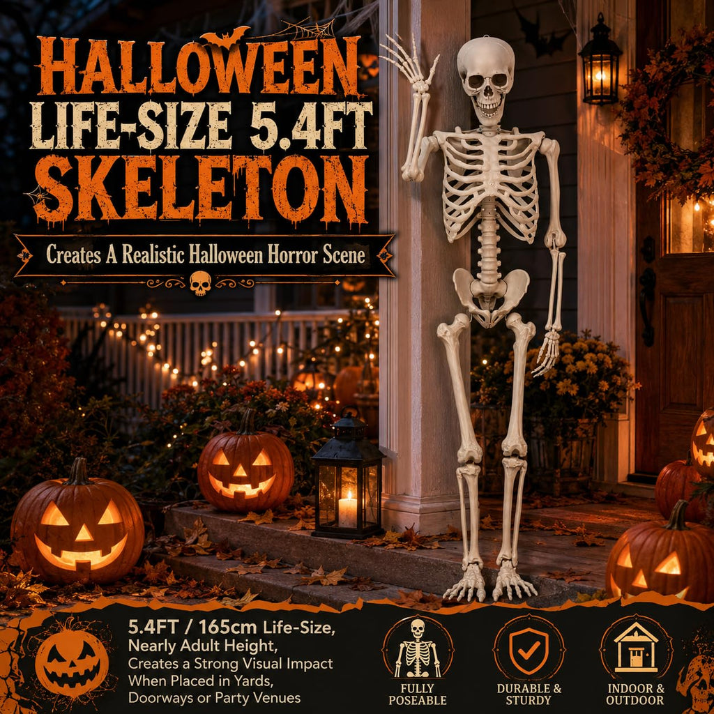 Life Size Poseable Skeleton with Movable Joints B977