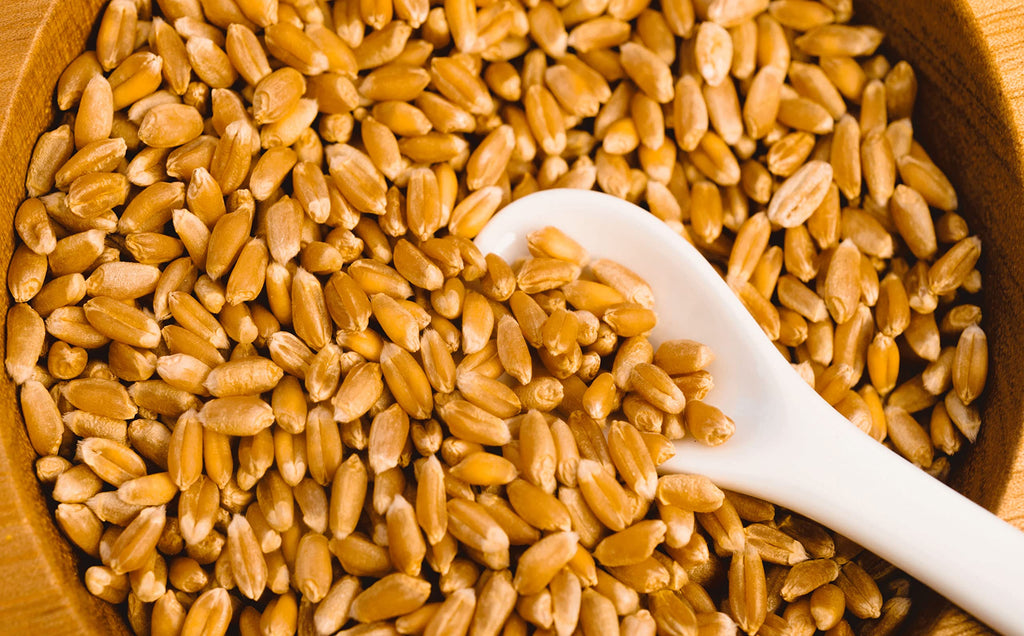 Hard Red Winter Wheat Berries 25 Pounds H529404