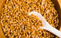 Hard Red Winter Wheat Berries 25 Pounds H529404